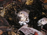 Cortinarius largus image