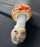 Amanita muscaria var. flavivolvata image
