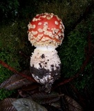 Amanita muscaria var. flavivolvata image