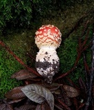 Amanita muscaria var. flavivolvata image