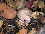 Cortinarius largus image