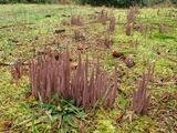 Alloclavaria purpurea image