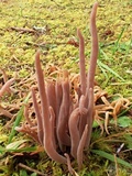 Alloclavaria purpurea image