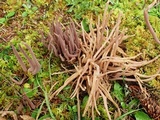 Alloclavaria purpurea image