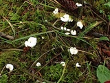 Stereopsis humphreyi image
