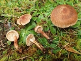 Tricholoma aurantio-olivaceum image