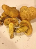 Gymnopilus aeruginosus image