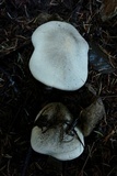 Tricholoma pardinum image