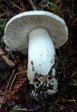Tricholoma pardinum image
