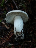 Tricholoma pardinum image