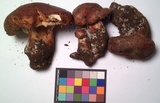Tricholoma dryophilum image