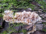 Phlebia radiata image