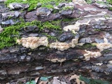 Phlebia radiata image