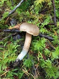 Inocybe hirsuta var. maxima image