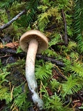 Inocybe hirsuta var. maxima image