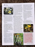 Psilocybe hopii image