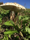 Amanita vittadinii image