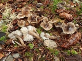 Mycena quiniaultensis image