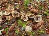 Mycena quiniaultensis image