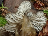 Mycena quiniaultensis image