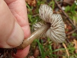 Mycena quiniaultensis image