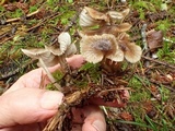 Mycena quiniaultensis image