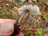 Mycena quiniaultensis image