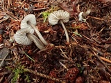 Mycena quiniaultensis image