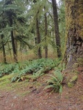 Mycena quiniaultensis image