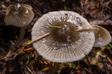 Mycena quiniaultensis image