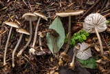 Mycena quiniaultensis image