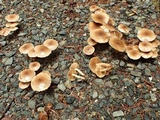 Pholiota terrestris image