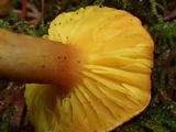 Phylloporus rhodoxanthus image