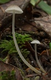 Mycena subcaerulea image