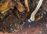 Mycena subcaerulea image