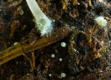 Mycena subcaerulea image