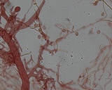 Mycena subcaerulea image