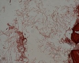 Mycena subcaerulea image