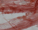 Mycena subcaerulea image