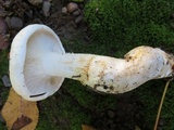 Leucopaxillus albissimus image