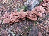 Gymnopus villosipes image