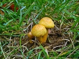 Gymnopilus luteus image