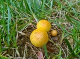 Gymnopilus luteus image