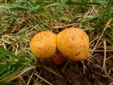 Gymnopilus luteus image