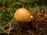 Gymnopilus luteus image