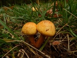 Gymnopilus luteus image