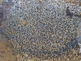 Rinodina oxydata image