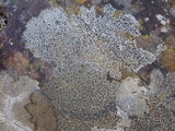 Rinodina oxydata image