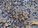 Rinodina oxydata image