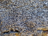 Rinodina oxydata image